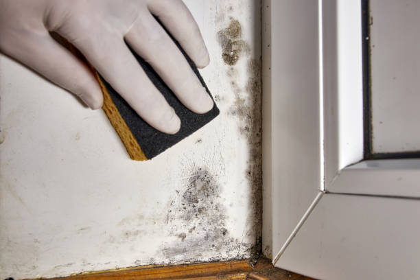 Best Basement Mold Removal  in Progreso, TX